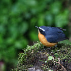 Indian Blue Robin