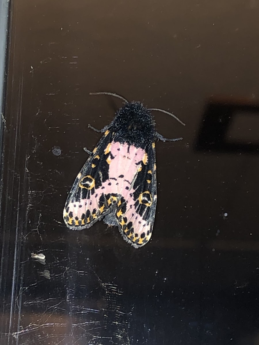 Spanish Moth