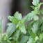 Nettleleaf Goosefoot