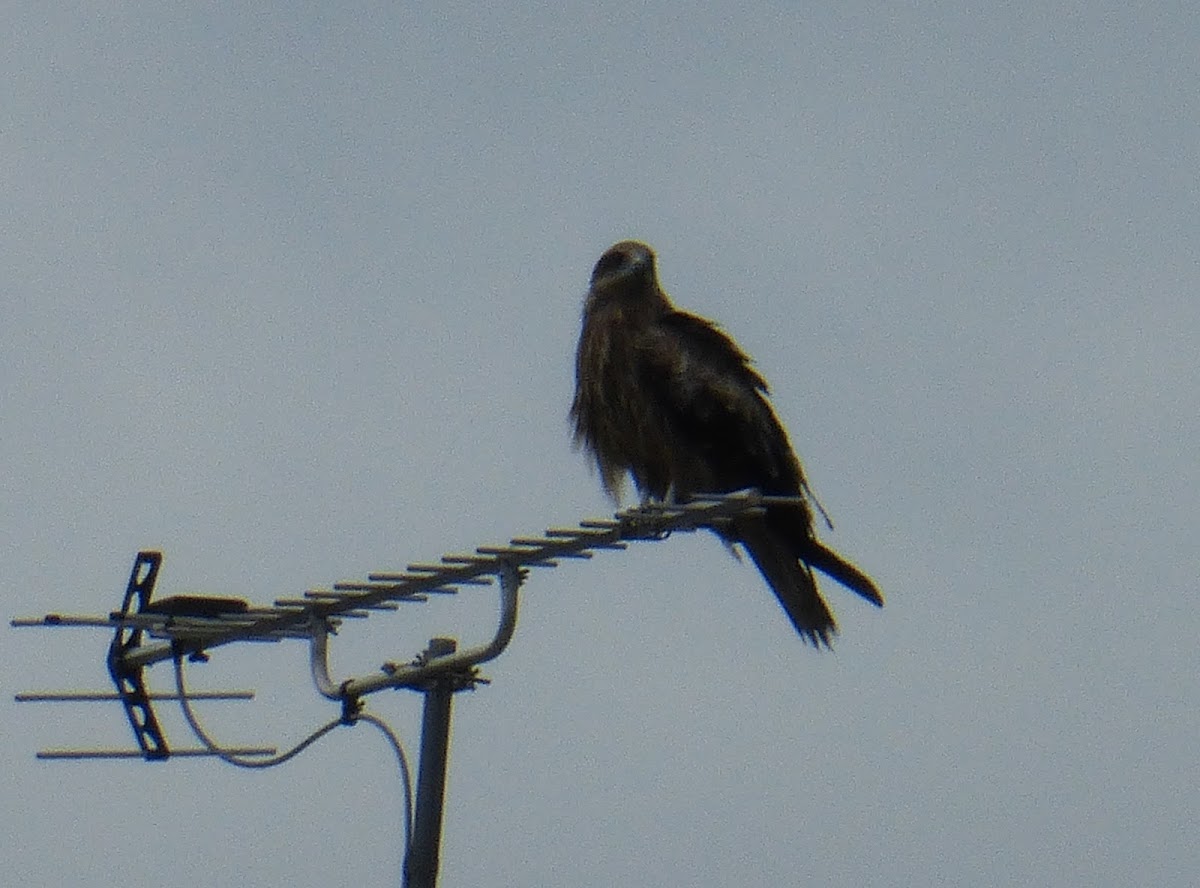 Black Kite