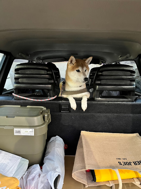 240 ワゴンの犬・ドライブ好きな犬・VOLVO・VOLVO240・柴犬に関するカスタム事例の投稿画像3枚目