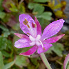 Dwarf Fireweed