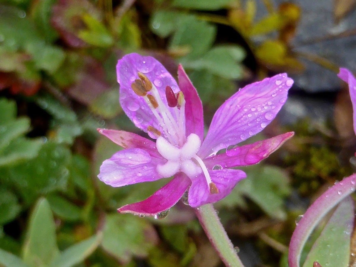 Dwarf Fireweed