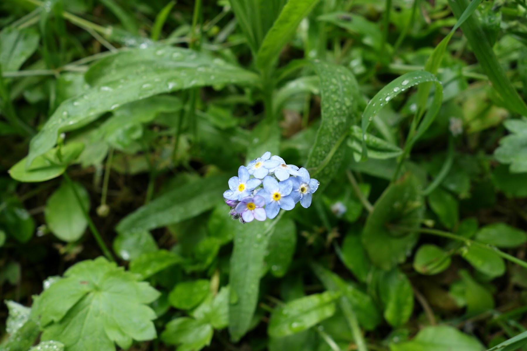 Forget Me Not