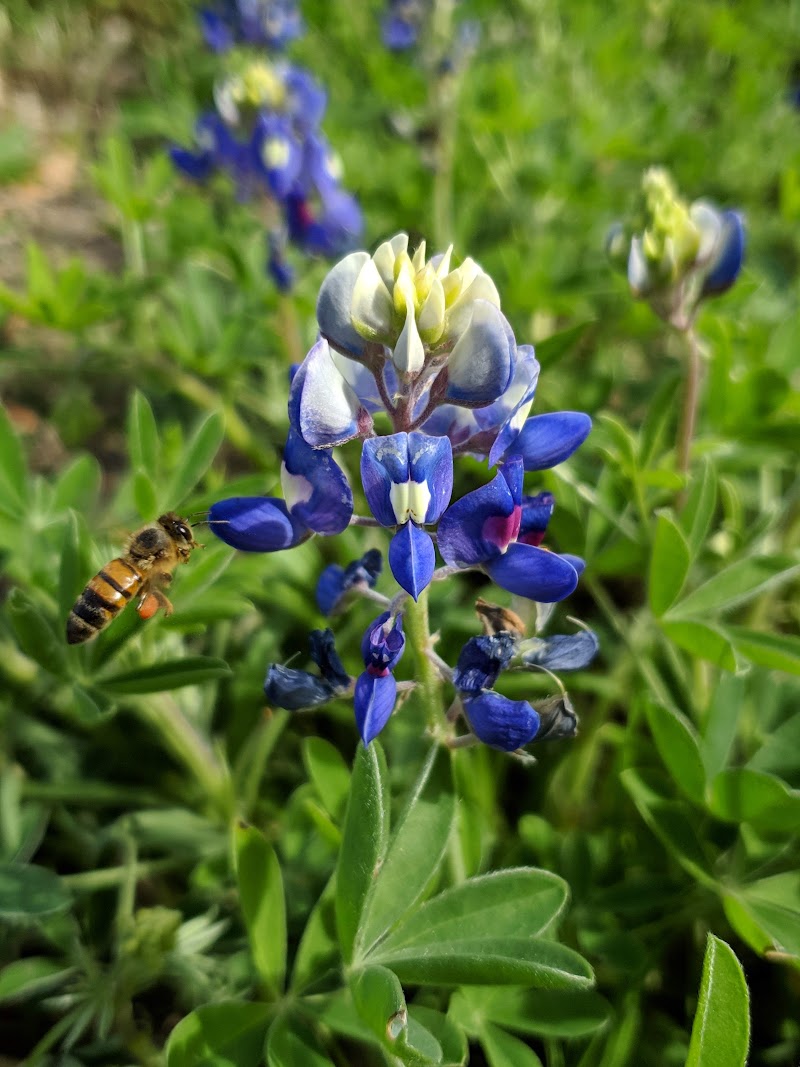 Close-up of a bee hovering near a bluebonnet