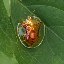 Golden Tortoise Beetle