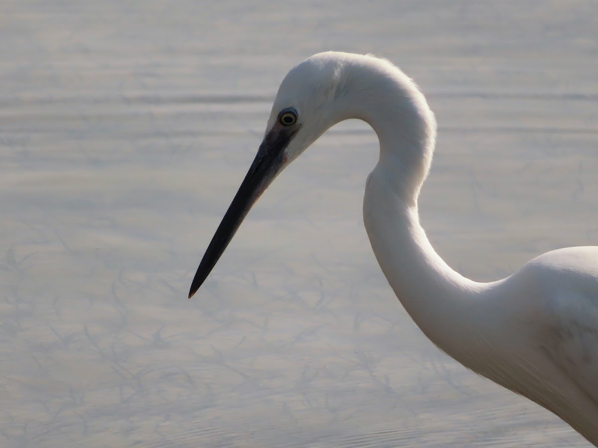 Little egret. Garceta