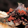 Wasp's Nest Slime Mold