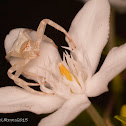 crab spider