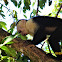 White faced Capuchin monkey