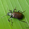 Calosoma (Castrida) retusum