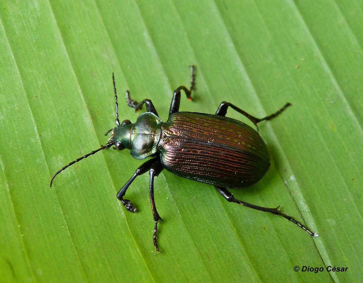 Calosoma (Castrida) retusum