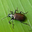 Calosoma (Castrida) retusum