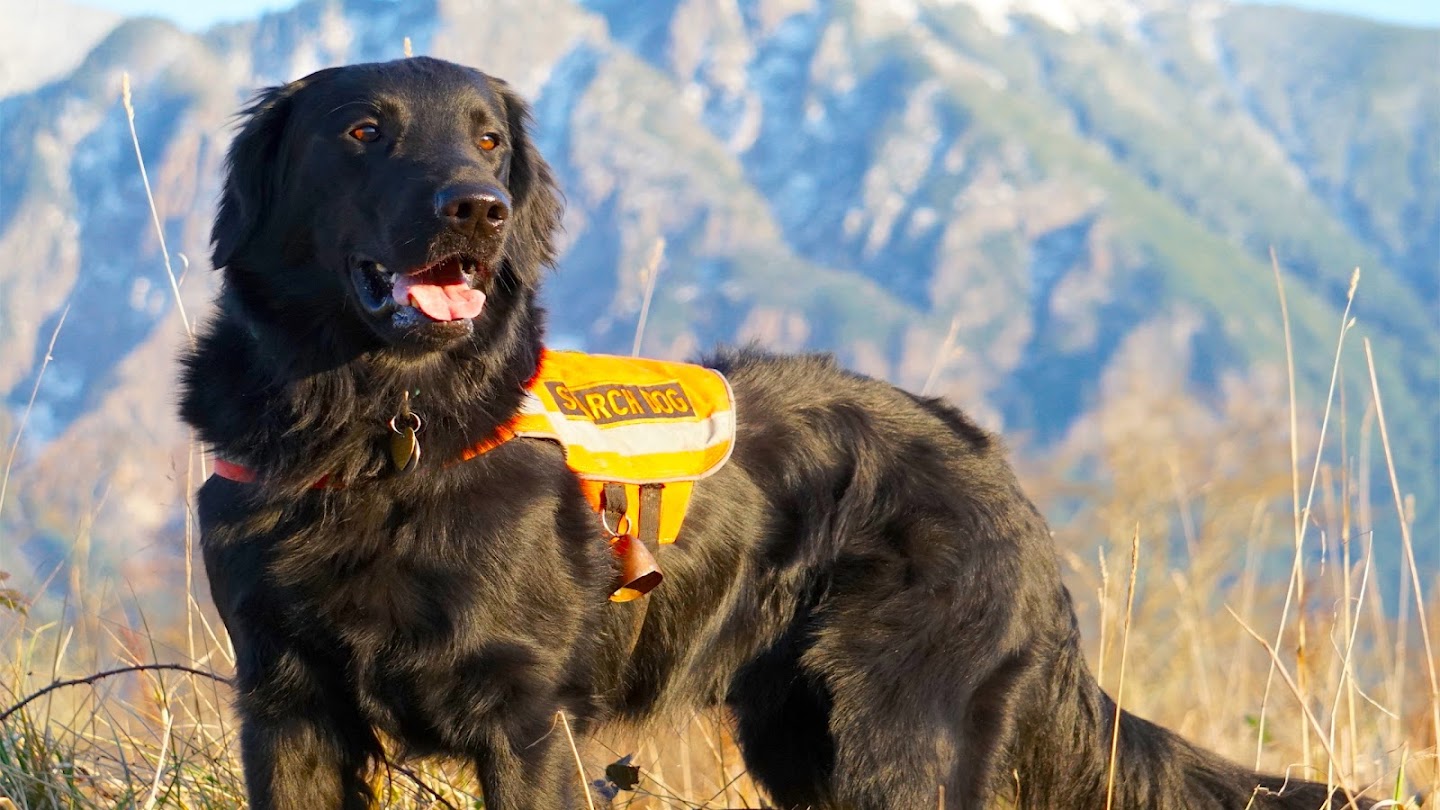 Watch AKC Heroes: 2022 Awards for Canine Excellence live