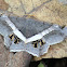 Banded Geometer Moth