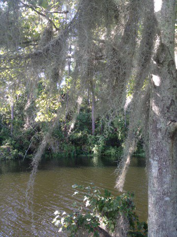 Spanish Moss