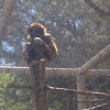 Gibbon