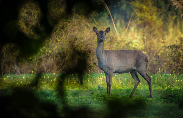 cervo del parco della Mesola di elitropia