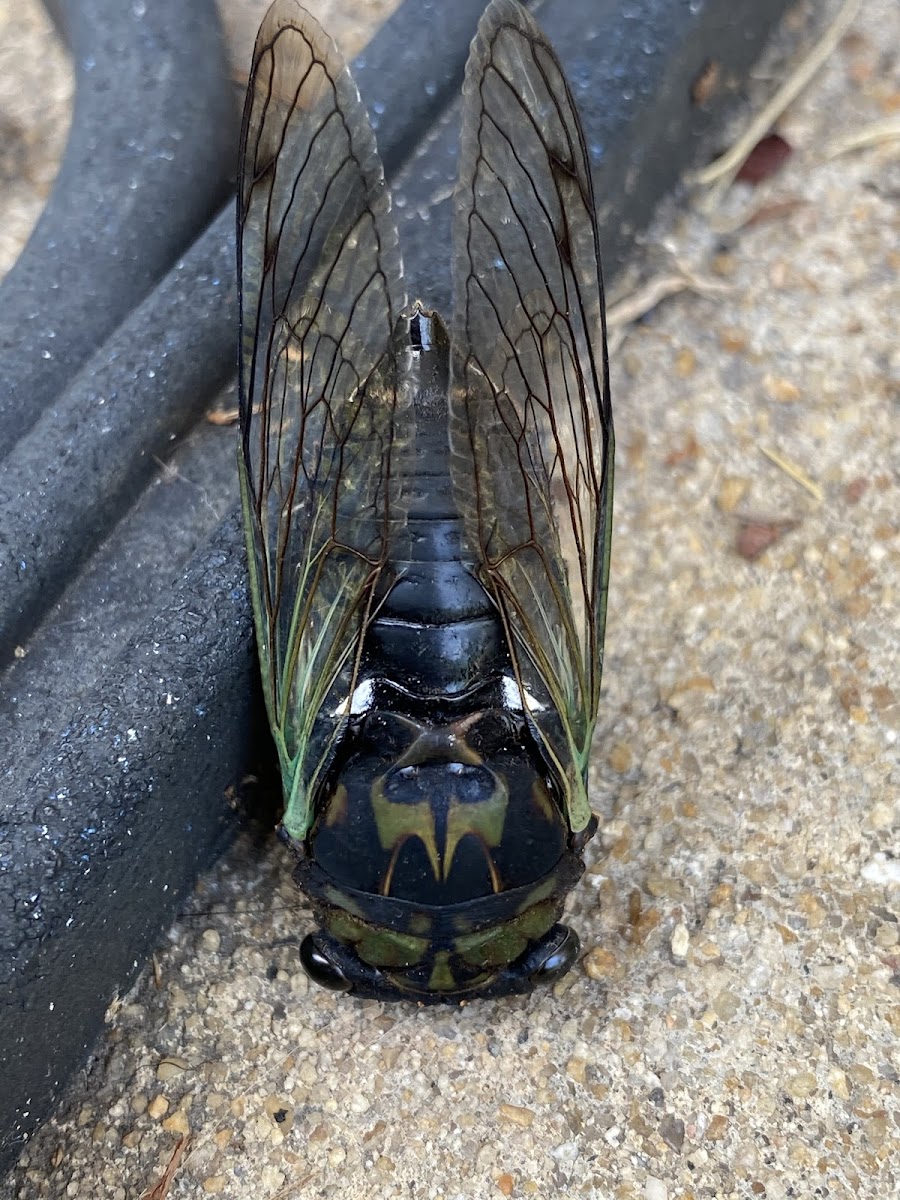 Davis’ Southeastern Dog-Day Cicada