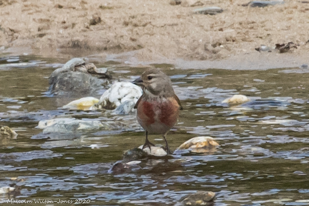 Linnet