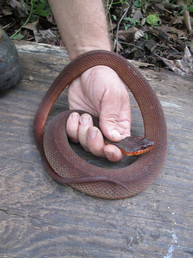 Red-bellied Watersnake