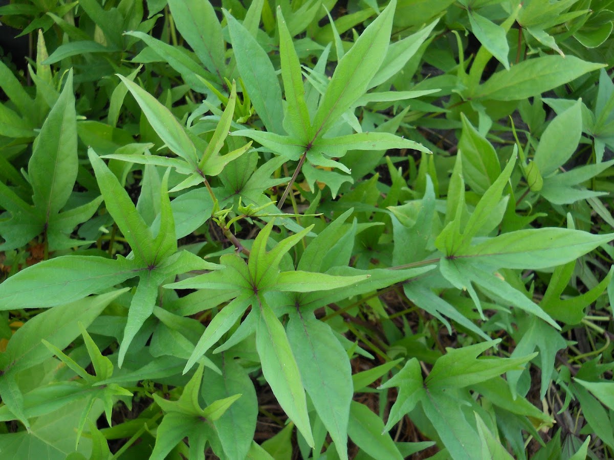 Ipomoea batatas