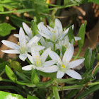 Star-of-Bethlehem