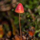 Mycena toyerlaricola