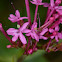 Red Valerian