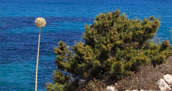 Strano il fiore bianco... di claudiacla