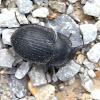 Piedish Beetle