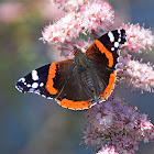 Red Admiral