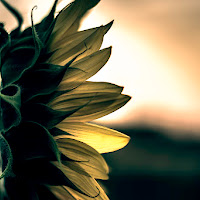 Girasole di 