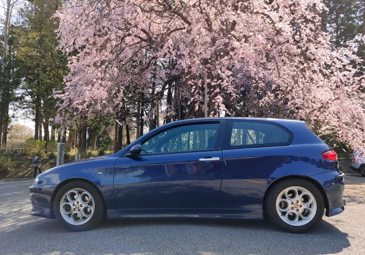 147の桜と愛車・アルファロメオ・桜・洗車しとけば良かった😅に関するカスタム事例の投稿画像2枚目