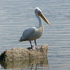 Dalmatian Pelican