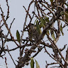 Blackcap; Curruca Capirotada