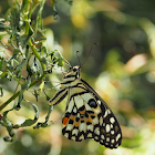 Lime Butterfly