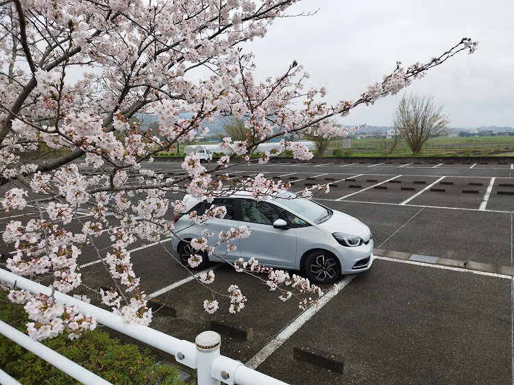 フィットのサクラと愛車・桜とコラボ・4月もよろしくお願い致します🌸・桜コラボ・今年のサクラに関するカスタム事例の投稿画像6枚目