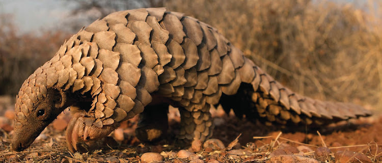Researchers have identified SARS-CoV2-related coronaviruses in Malayan pangolins seized in anti-smuggling operations in southern China.
