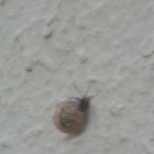 Snail