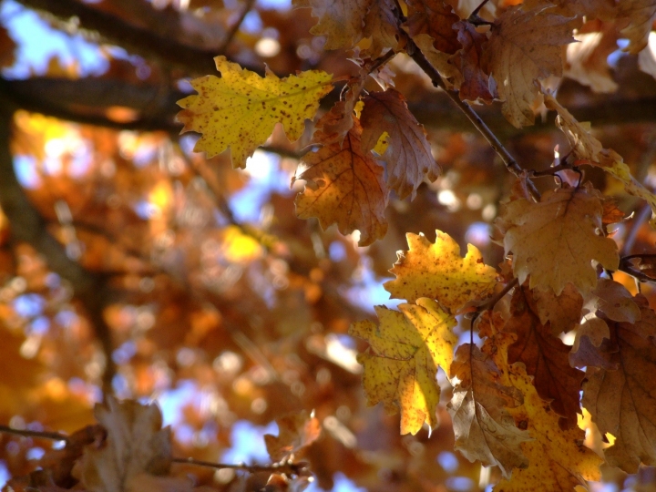 Arancione d'autunno di sforzial