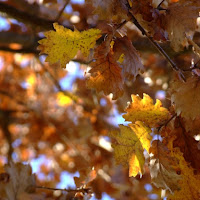 Arancione d'autunno di 