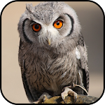 Owl Wallpapers Apk