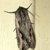 Gray Half-spot Moth