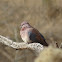 Laughing dove