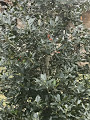 American holly