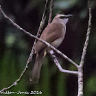 Yellow-vented Bulbul