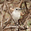 Leucistic anna's hummingbird