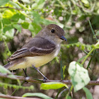 Galapagos flycatcher