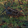 American Woodcock